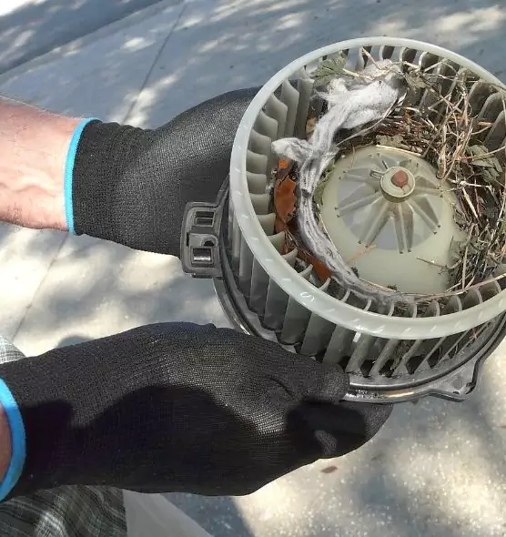 About Air Duct Mice Removal in Clearwater, FL